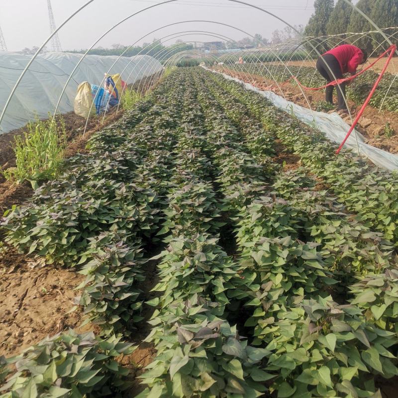 禹州红薯苗规格齐全商薯苗济薯苗烟薯苗西瓜红红薯苗