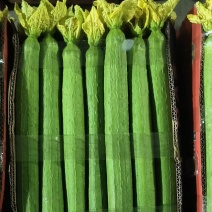 鲜花丝瓜、现摘现发、品质保证、货量充足、满足各种需求包装