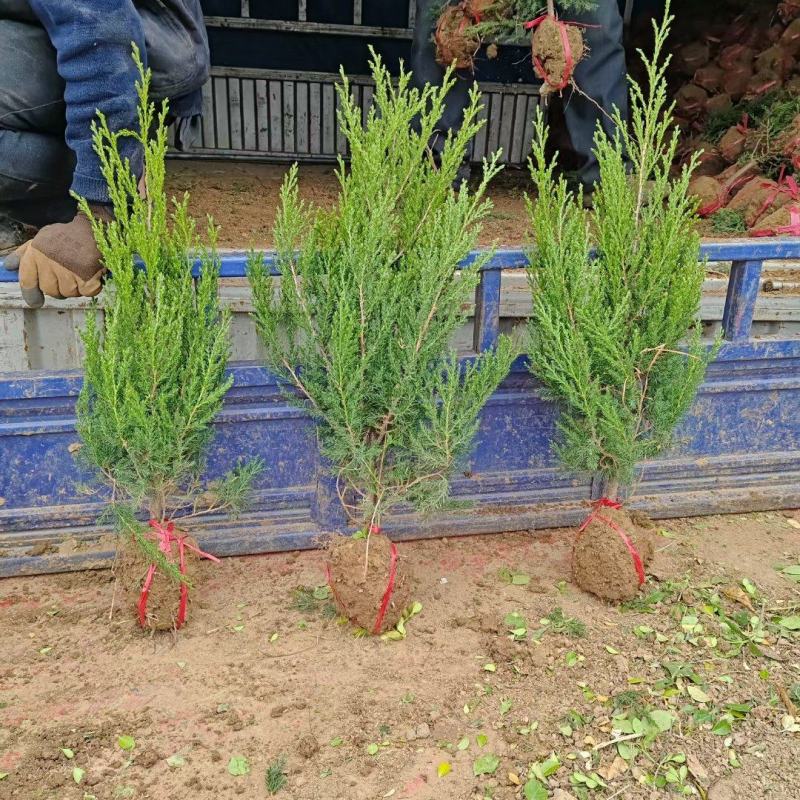 蜀桧基地常年出售精品蜀桧30-2米高蜀桧产地直发