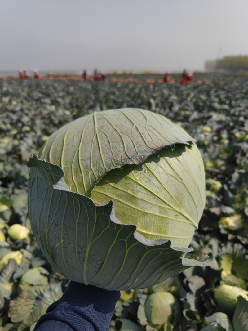 湖北扁包菜，冬升，冬绿，奥奇娜，银盛，春旺，代发全国