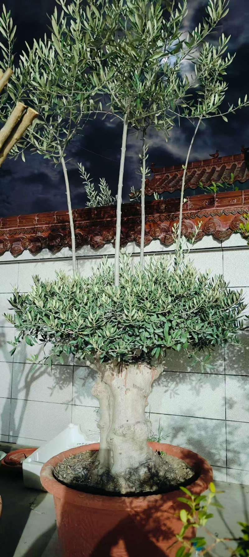 西班牙进口**灰油橄榄树