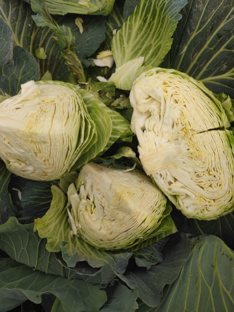 湖北扁包菜，冬升，冬绿，奥奇娜，银盛，春旺，代发全国