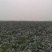 湖北扁包菜，冬升，冬绿，奥奇娜，银盛，春旺，代发全国