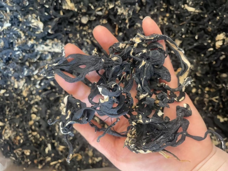 乌灵参根大货批发一手货源