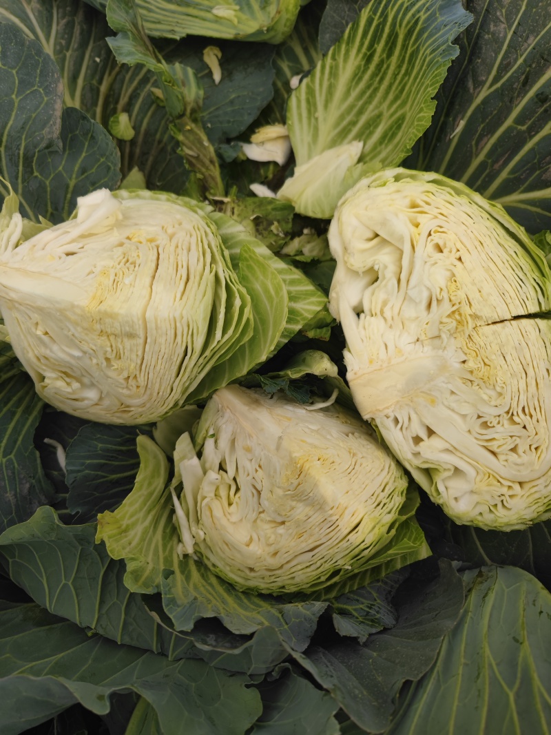 湖北扁包菜，奥奇娜扁包，铁宝2号扁包