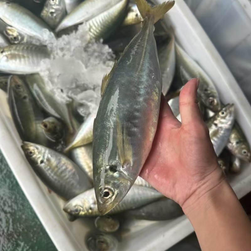 养殖巴浪鱼，规格200-300