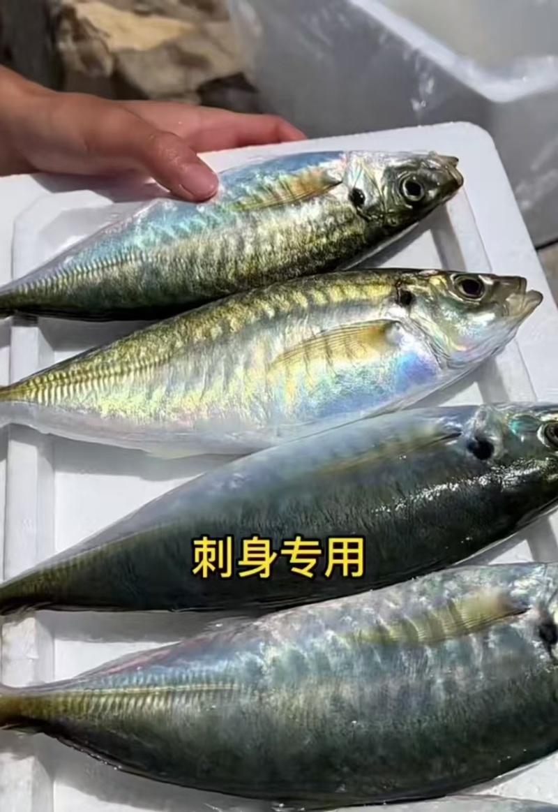 养殖巴浪鱼，规格200-300