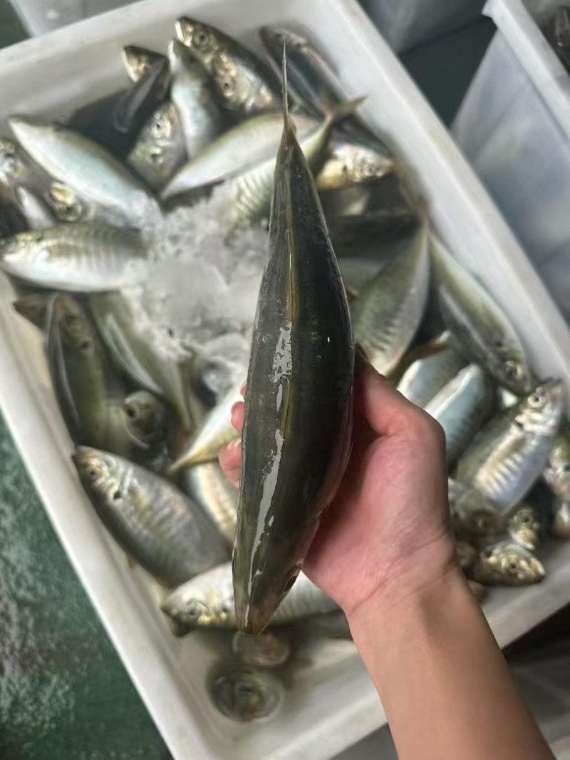 养殖巴浪鱼，规格200-300