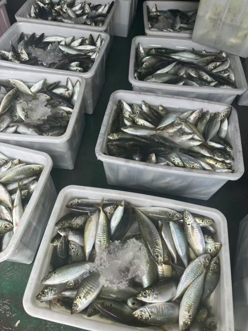 养殖巴浪鱼，规格200-300