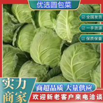 甘蓝中甘21，中甘56包菜大量上市全国发货