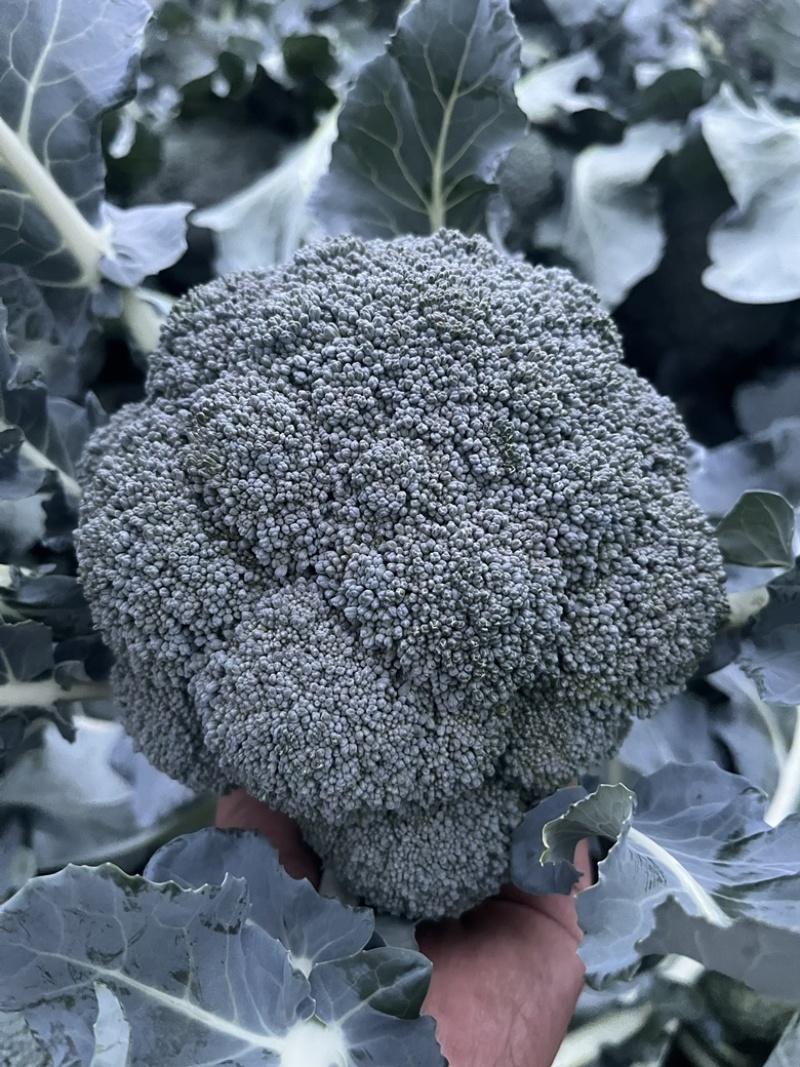 【推荐】万亩蔬菜基地西蓝花大量上市，需要的老板联系