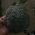 【推荐】万亩蔬菜基地西蓝花大量上市,需要的老板联系