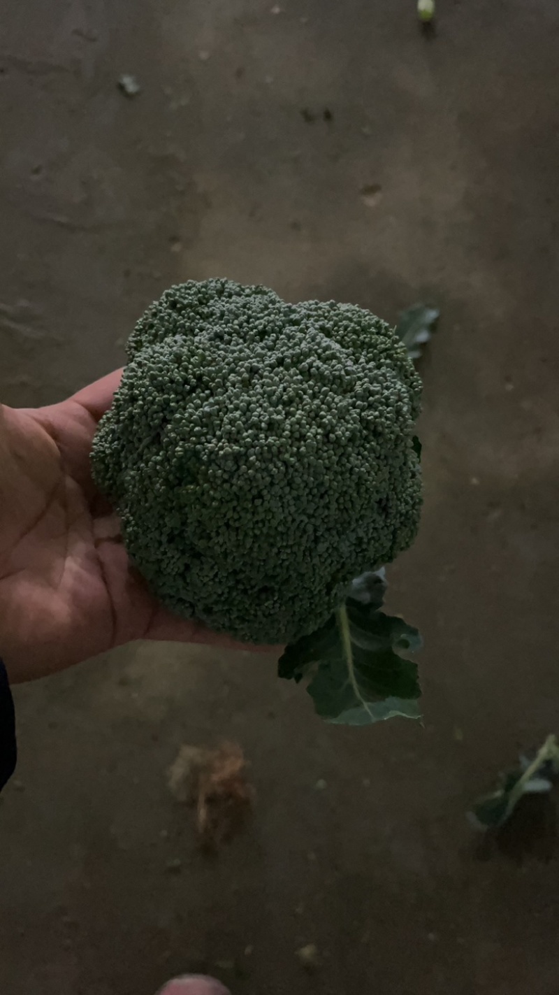【推荐】万亩蔬菜基地西蓝花大量上市，需要的老板联系