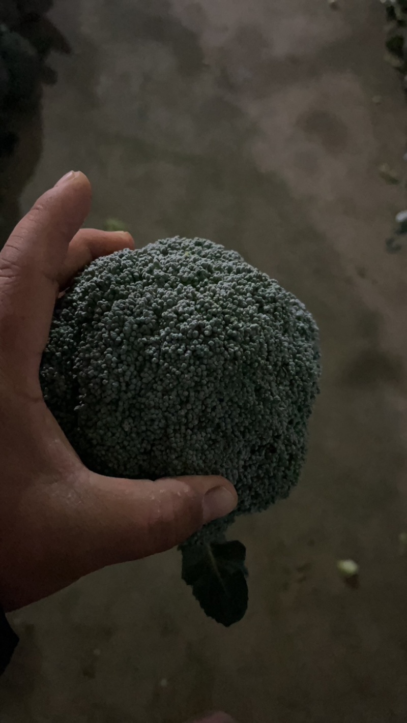 【推荐】万亩蔬菜基地西蓝花大量上市，需要的老板联系