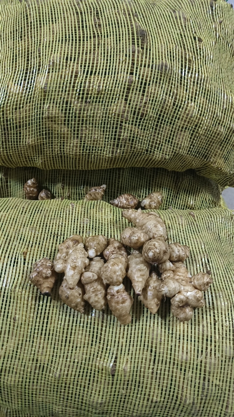 统货菊芋，服务各类客户，可以精选或者水洗随时有货欢迎咨询