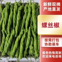 【力推】麻花螺丝椒全国供应需要的老板联系支持各种包装