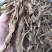 地骨皮1斤起批批发各种中药材量大优惠