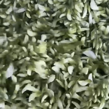 鲜洋槐花