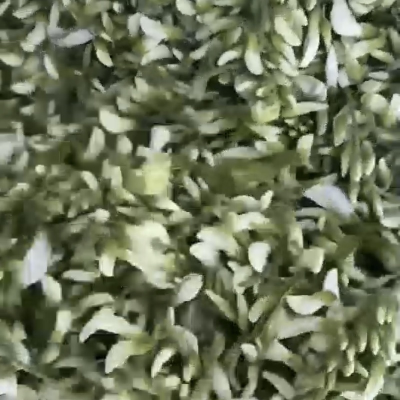 鲜洋槐花