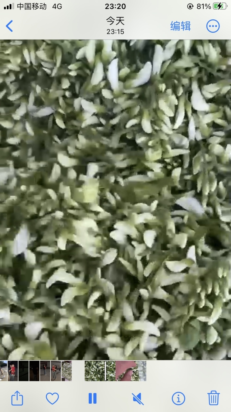 鲜洋槐花