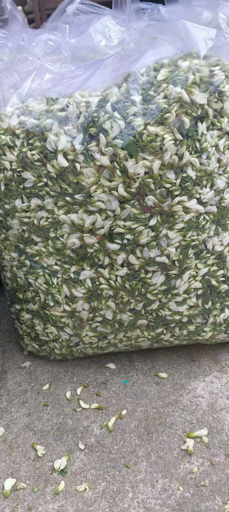 鲜洋槐花