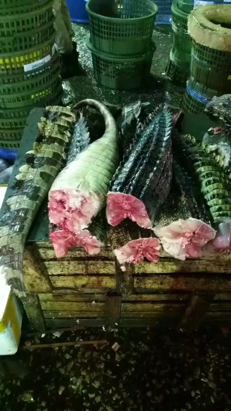 鳄鱼尾巴