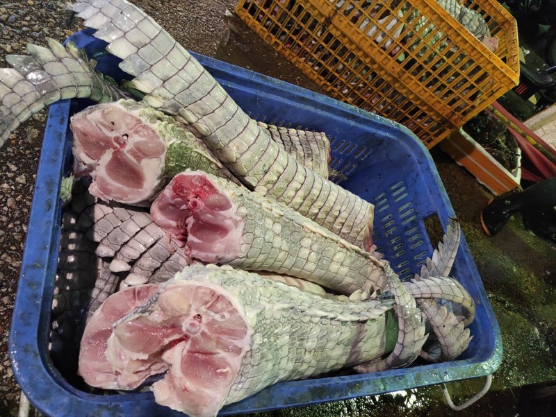 鳄鱼尾巴