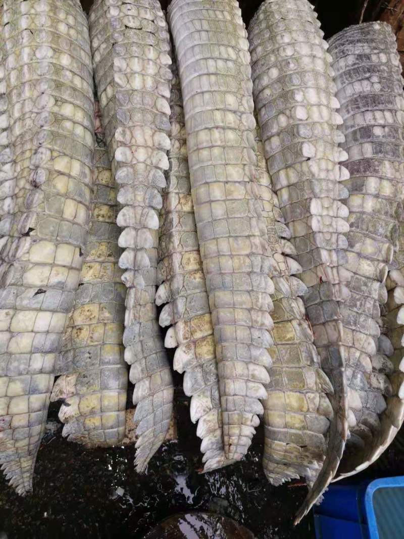 鳄鱼尾巴