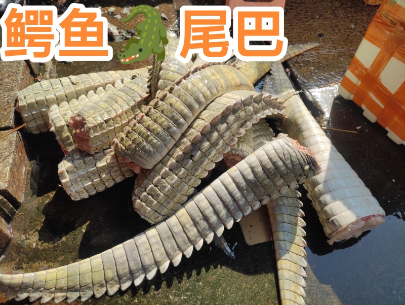 鳄鱼尾巴