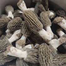 羊肚菌新鲜羊肚菌酒店优质食材干品羊肚菌批发市场畅销高食用