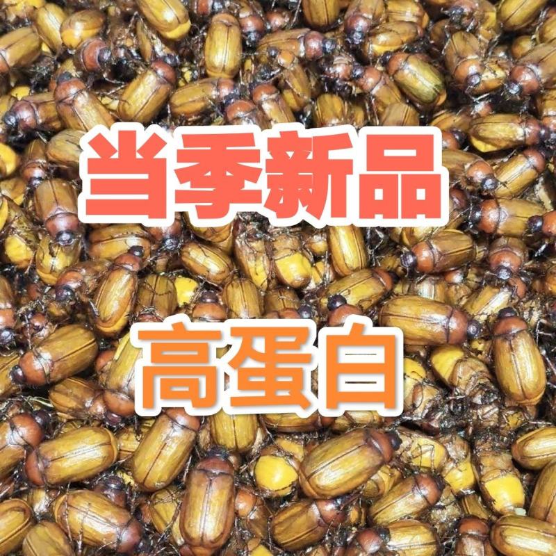 2025新鲜金龟子瞎碰，胖小孩，