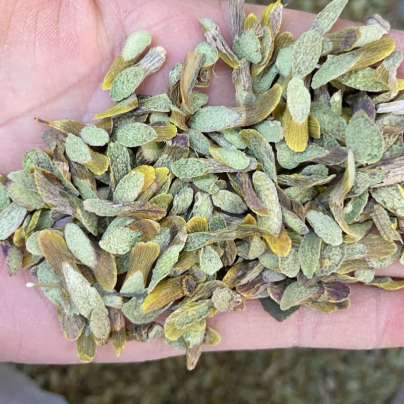 铁皮石斛斜切片大货批发一手货源