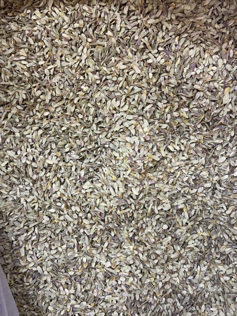 铁皮石斛斜切片大货批发一手货源