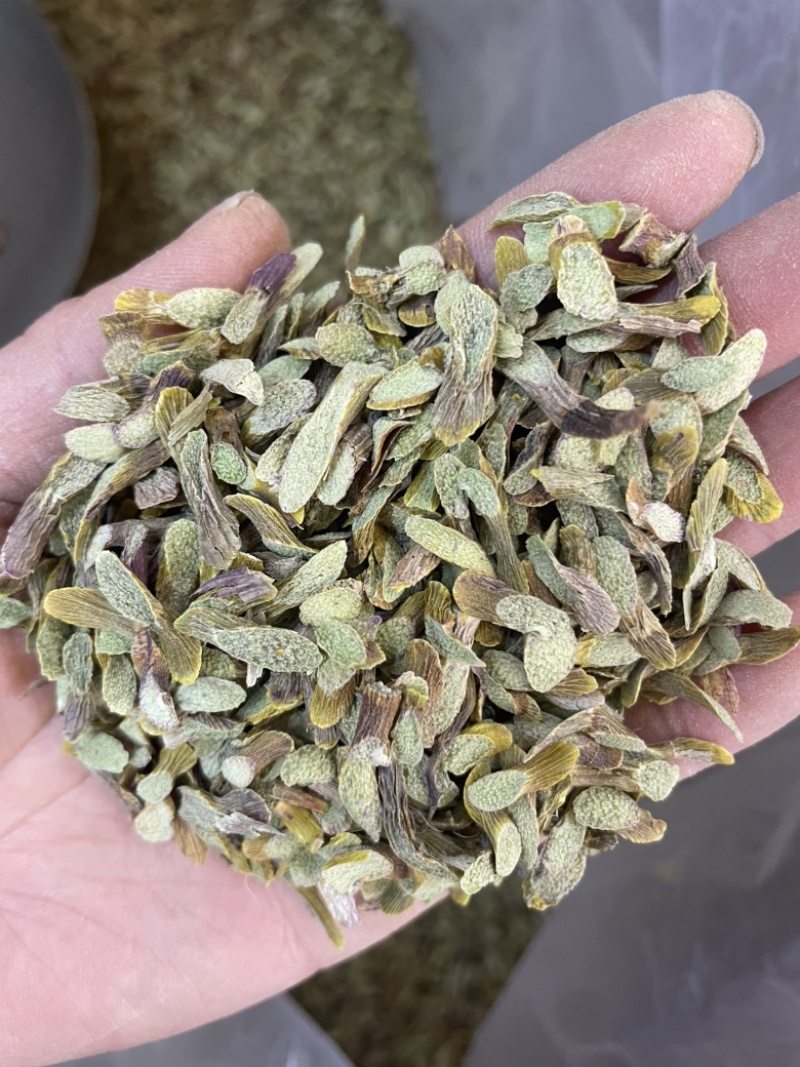 铁皮石斛斜切片大货批发一手货源