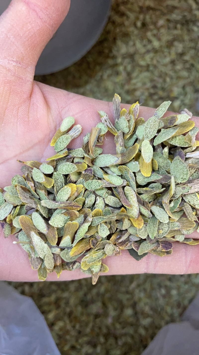 铁皮石斛斜切片大货批发一手货源