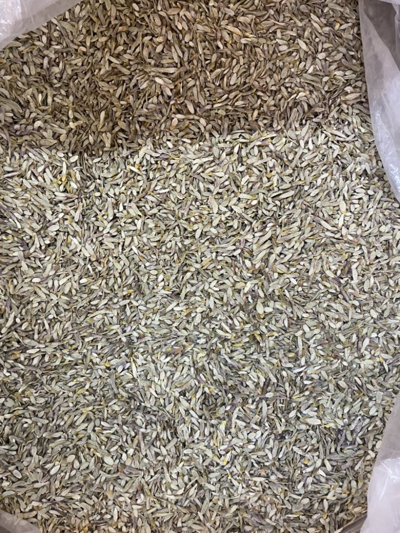 铁皮石斛斜切片大货批发一手货源