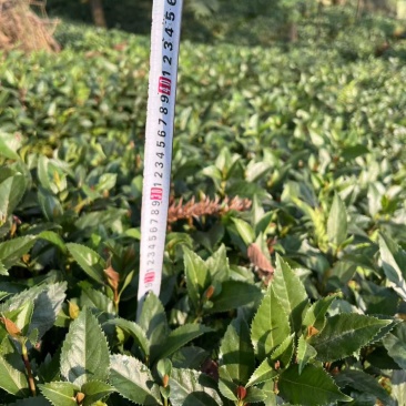 草珊瑚籽育苗
