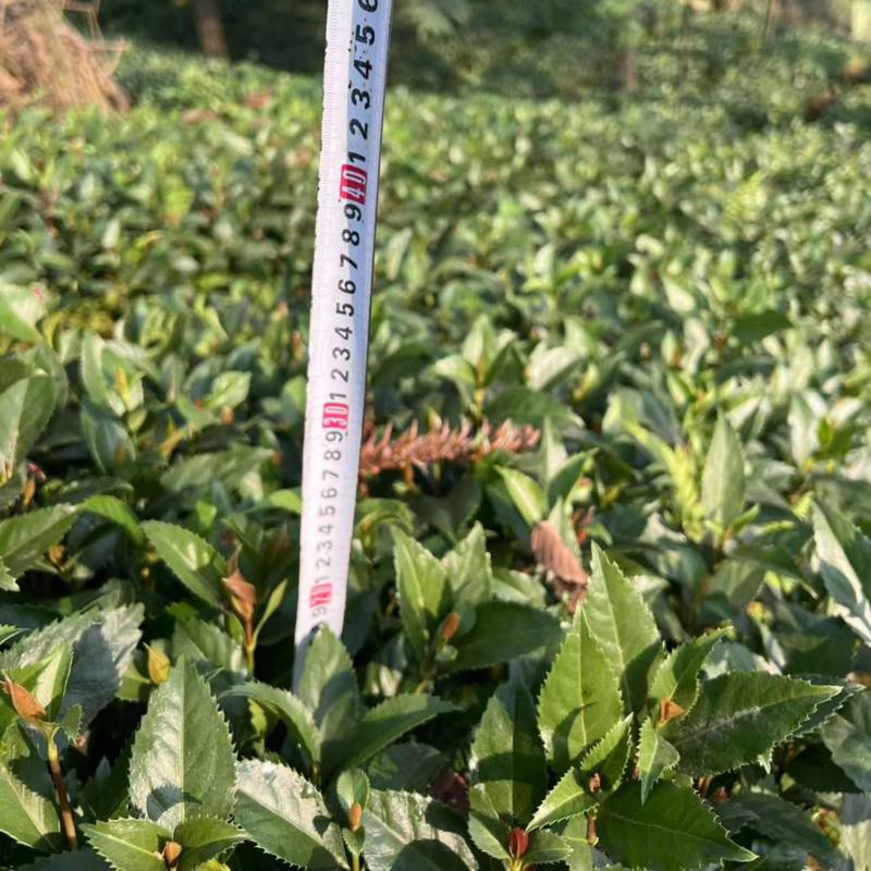 草珊瑚籽育苗