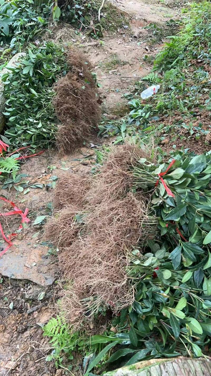 草珊瑚籽育苗