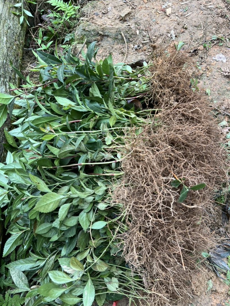 草珊瑚籽育苗
