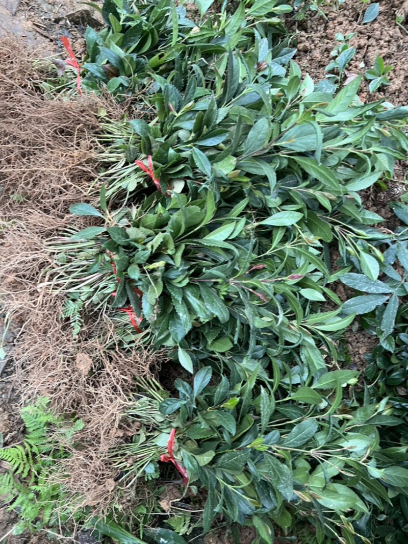 草珊瑚籽育苗