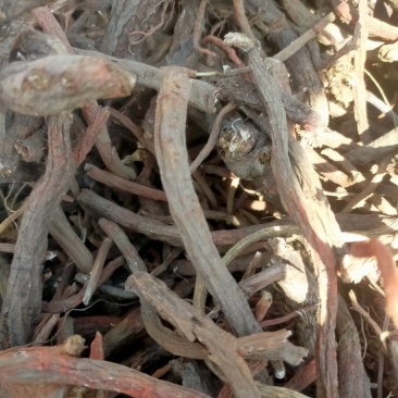 中药材丹参全国无死角代办大量批发，物流走车，欢迎采购