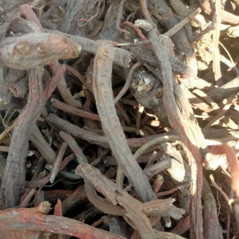中药材丹参全国无死角代办大量批发，物流走车，欢迎采购