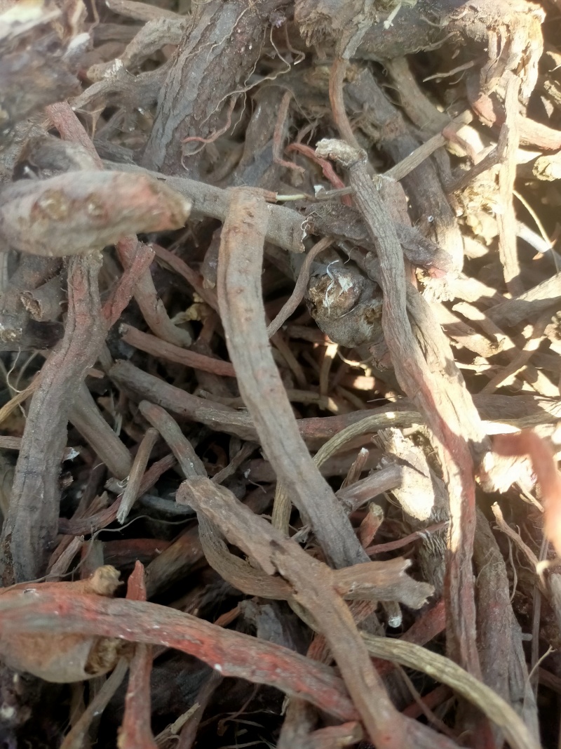 中药材丹参全国无死角代办大量批发，物流走车，欢迎采购