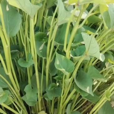 秦薯五号红薯苗原种脱毒苗4月上旬大量供应中