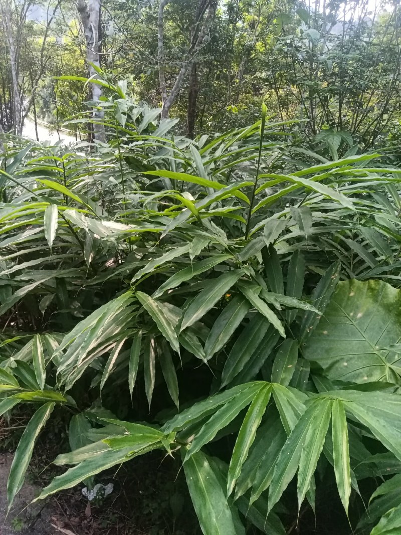 正宗阳春市春砂仁苗，产地直销没有中间商一手货