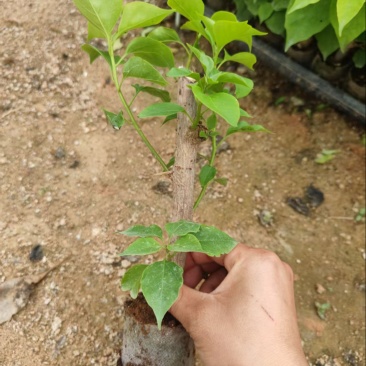 三角梅红樱袋苗
