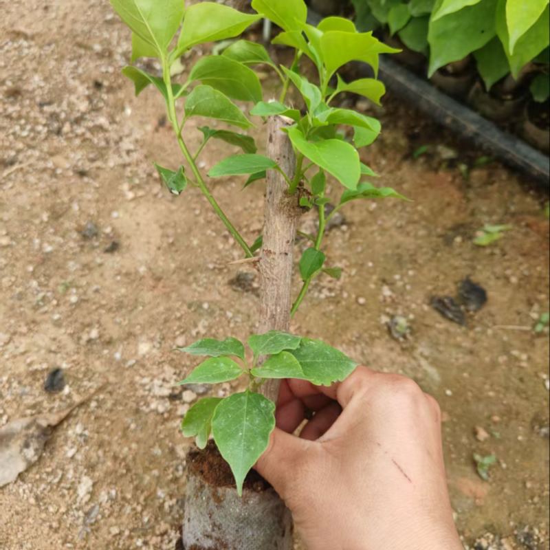 三角梅红樱袋苗