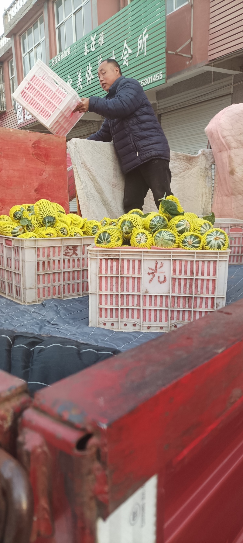 博洋九号，六一r万亩基地，大量供应，保质保量价格优。