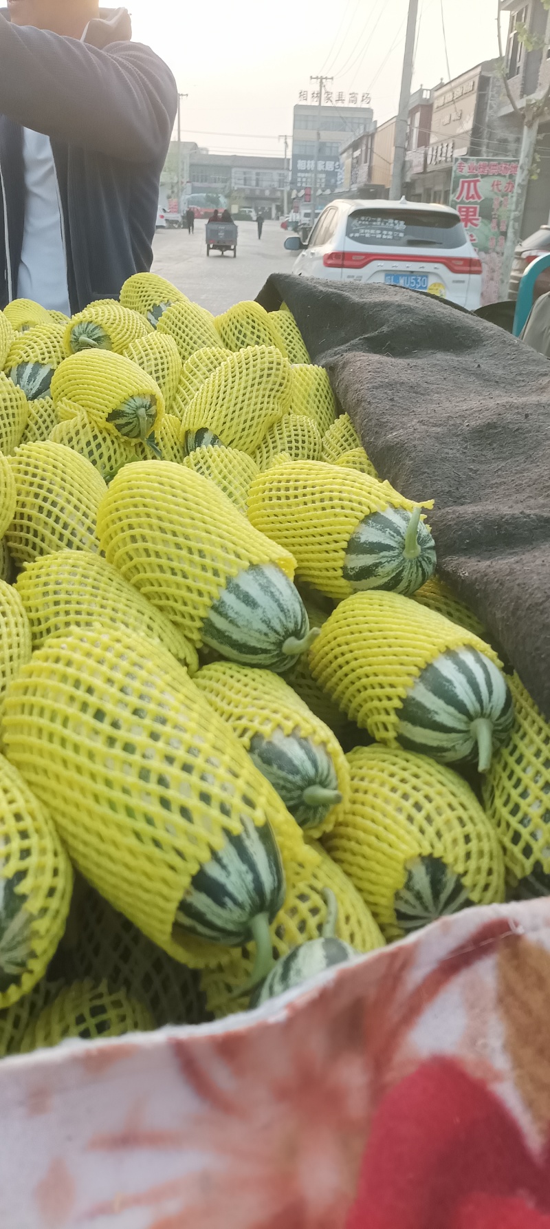 博洋九号，六一r万亩基地，大量供应，保质保量价格优。